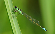 Common Bluetail (Male, Ischnura elegans)